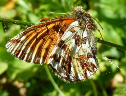 Réf. 213 231 : Boloria napaea